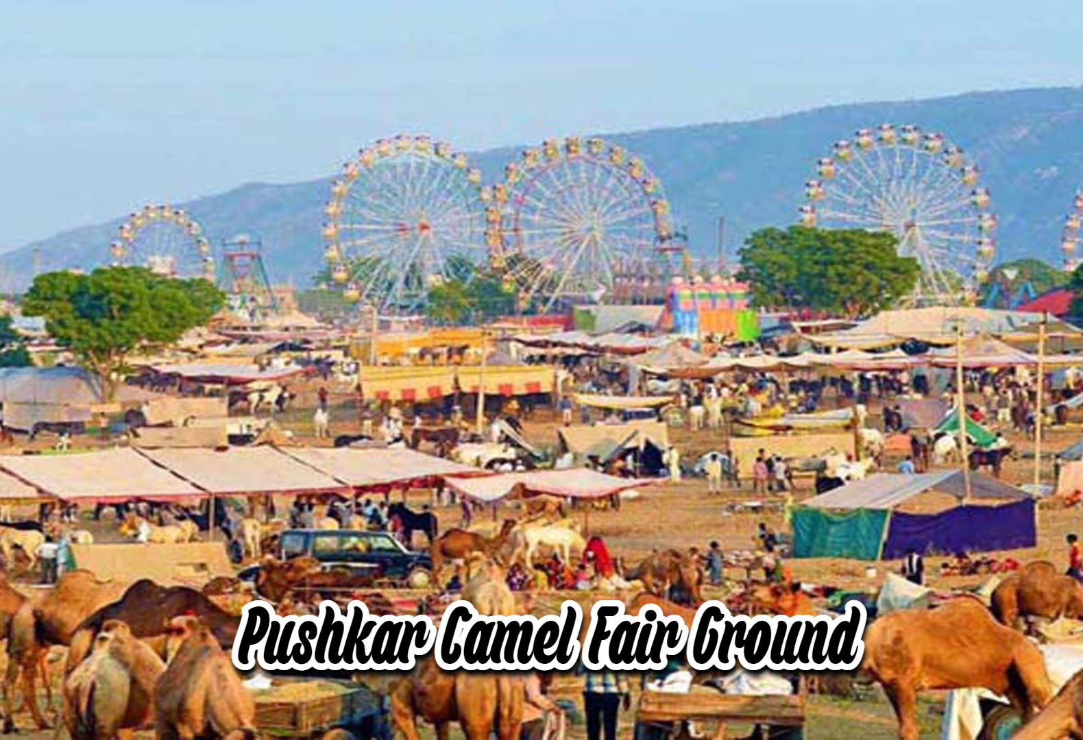 pushkar camel fair, best places to visit in pushkar,