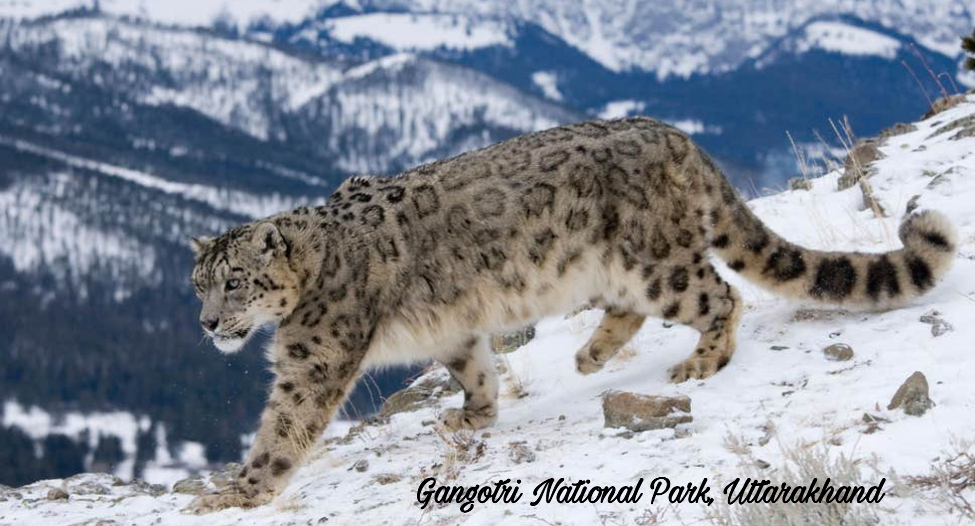gangotri national park uttarakhand, snow leopards, top 12 places in india for snow leopard sighting