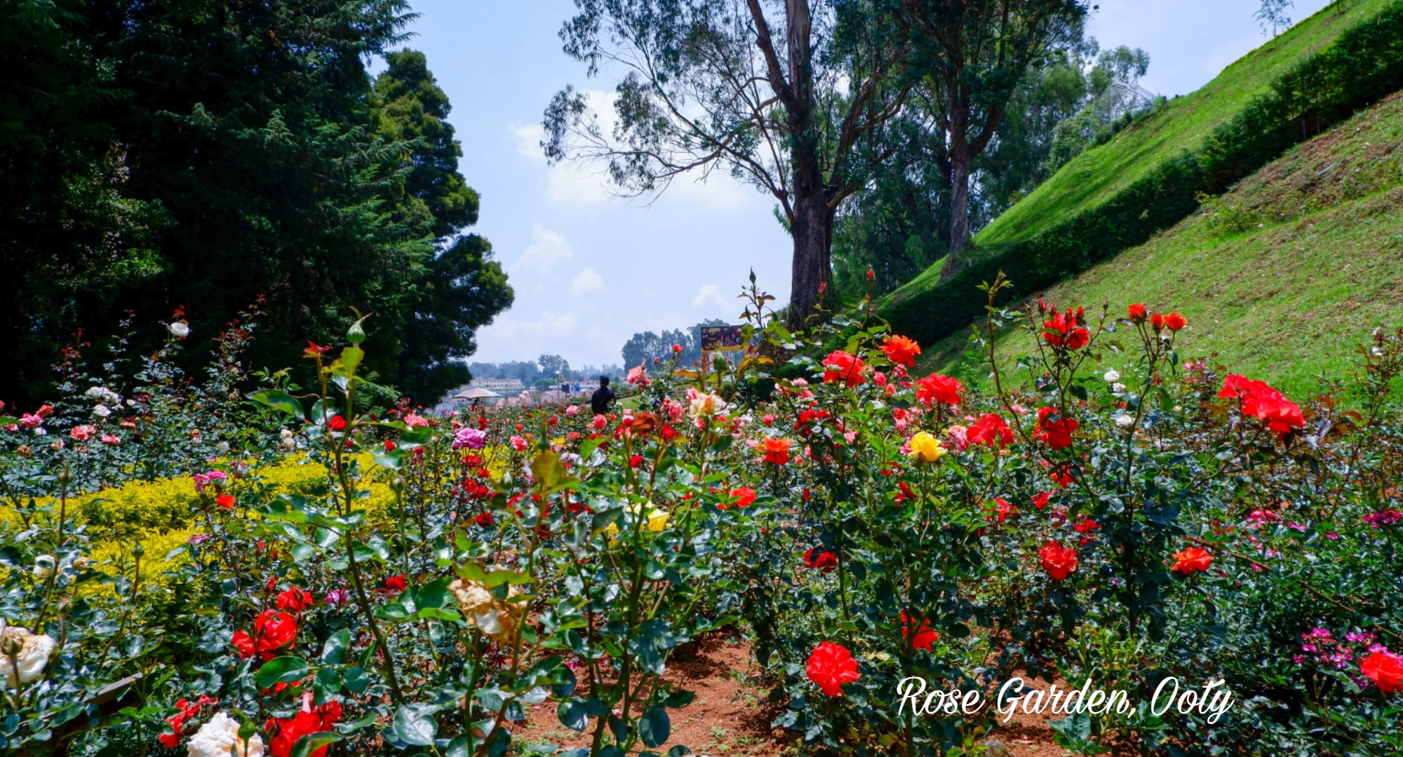 rose garden ooty, best places to visit in ooty, ooty tourist places,