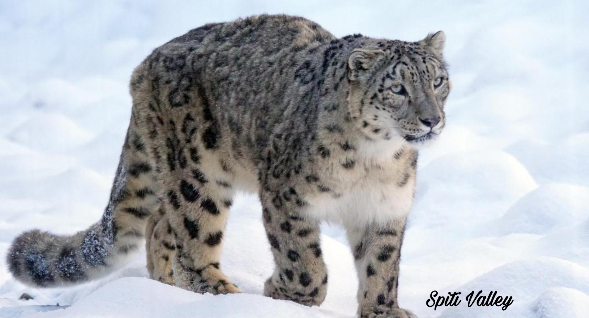 spiti valley, top 12 places in india for snow leopard sighting