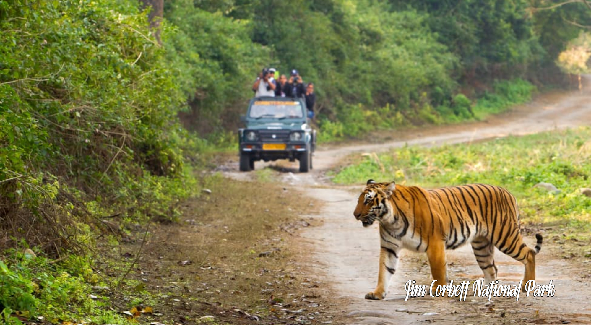 jim corbett national park, india wildlife, jodhpur cabs,