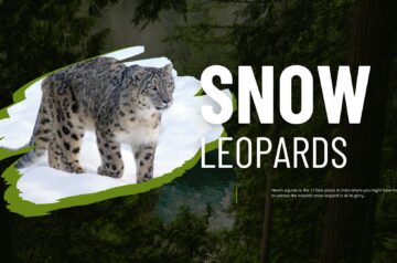 snow leopards, top 12 places in india for snow leopard sighting