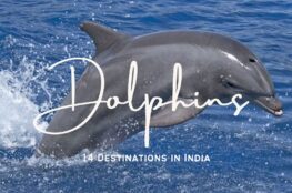 dolphins 14 destinations in india