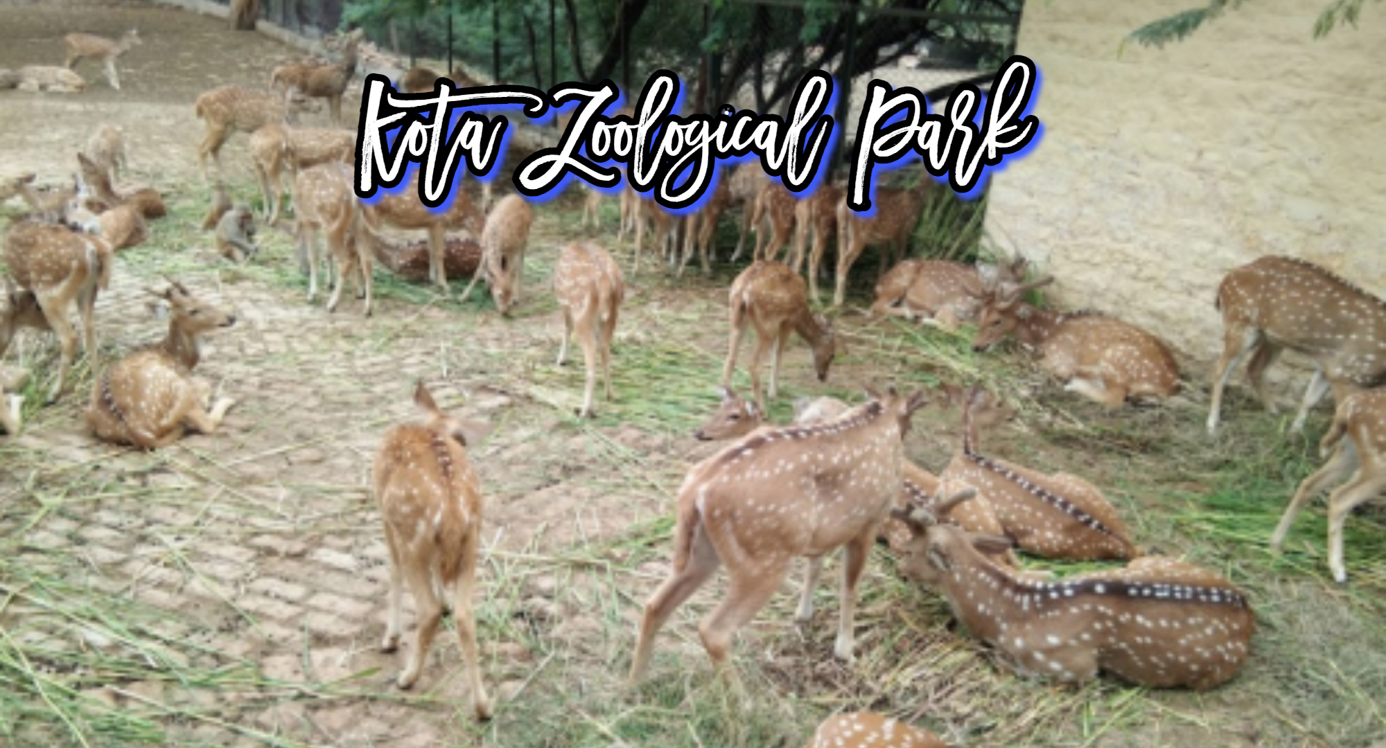 kota zoological park, jodhpur cabs